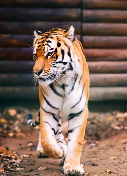 Hermoso Retrato Tigre Amur — Foto de Stock