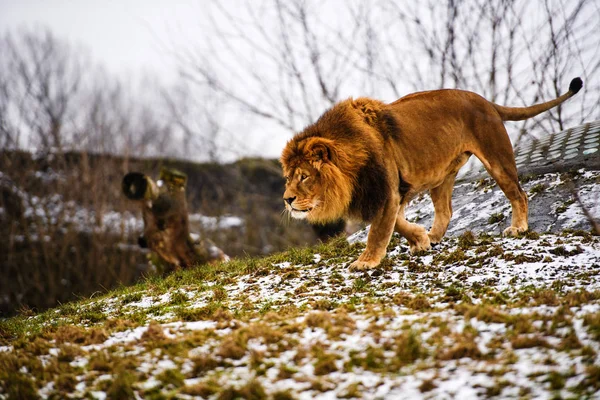 Mooie Machtige Leeuw Dierlijke Wereld Grote Kat — Stockfoto