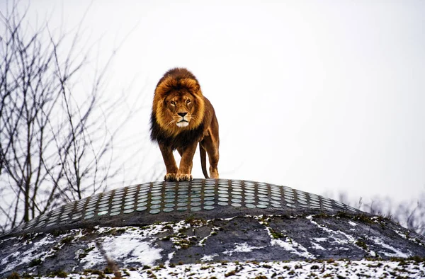 Beau Lion Puissant Monde Animal Gros Chat — Photo