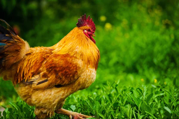 Red Rooster Bite Rustique Photo Rurale Dans Journée Ensoleillée — Photo