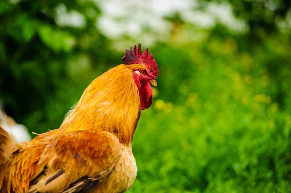 Red Rooster Cock Rustic Rural Picture Sunny Day — Stock Photo, Image