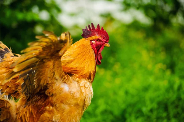 Red Rooster Cock Rustic Rural Picture Sunny Day — Stock Photo, Image