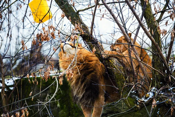 Krásné Mocného Lva Lvice Lví Rodina — Stock fotografie