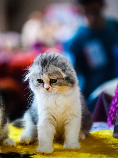 Cute Little Kitten Background — Stock Photo, Image