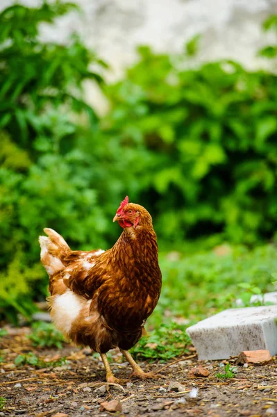 Kip Een Boerderij — Stockfoto