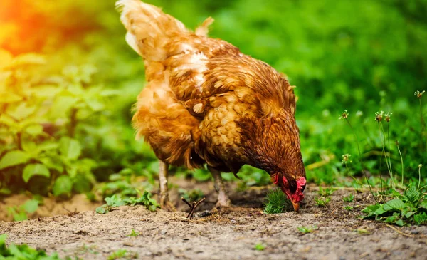 Bir Çiftlikte Hen — Stok fotoğraf