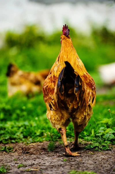 Kip Een Boerderij — Stockfoto