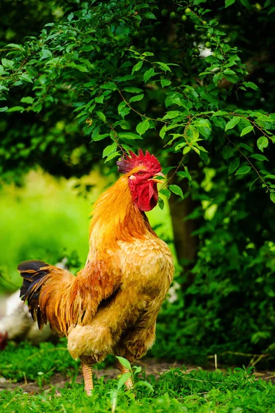 Galinha Uma Fazenda — Fotografia de Stock