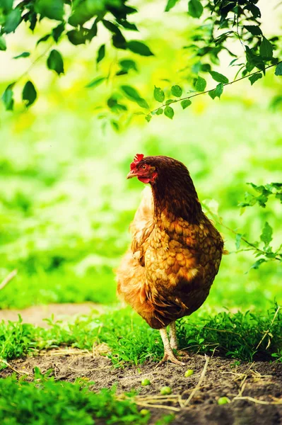 Poules Dans Une Ferme — Photo