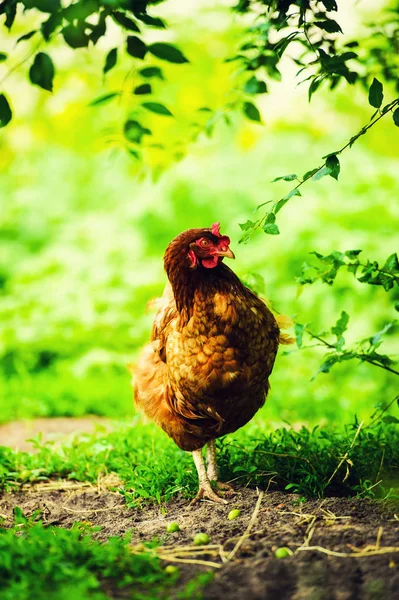 Gallina Una Fattoria — Foto Stock