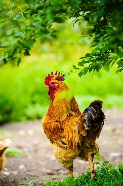 Gallina Una Granja —  Fotos de Stock