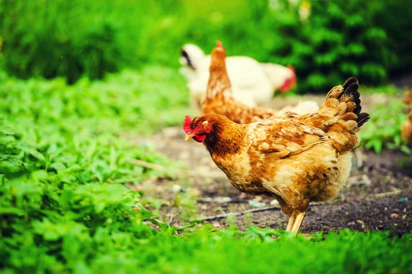 農場で鶏 — ストック写真