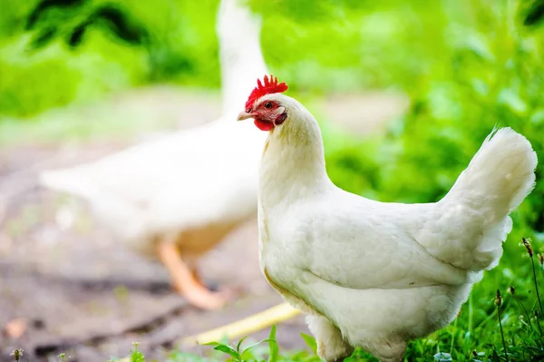 Galinha Uma Fazenda — Fotografia de Stock