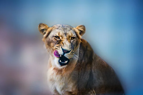 Retrato Uma Leoa Africana Panthera Leo — Fotografia de Stock