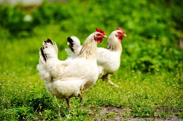 Galinha Uma Fazenda — Fotografia de Stock