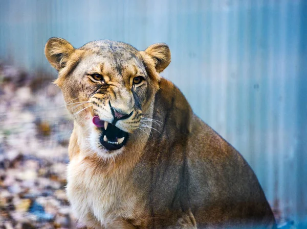 Ritratto Leonessa Africana Panthera Leo — Foto Stock