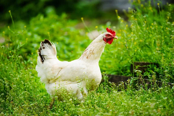 Galinha Uma Fazenda — Fotografia de Stock