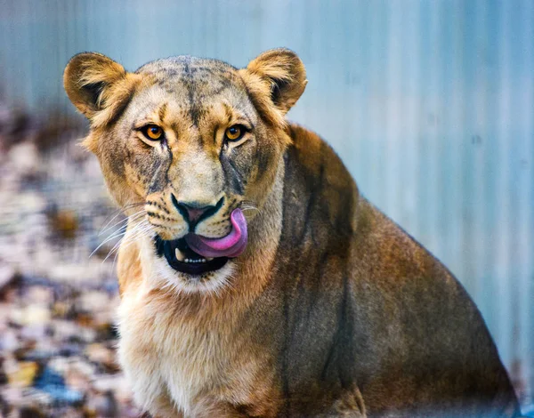 Retrato Una Leona Africana Panthera Leo —  Fotos de Stock