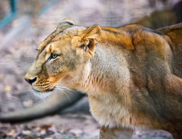 Портрет Африканской Львицы Panthera Leo — стоковое фото