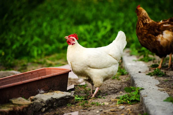 農場で鶏 — ストック写真