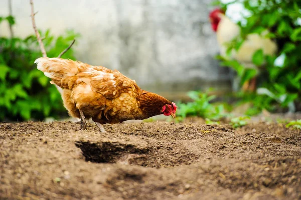 Galinha Uma Fazenda — Fotografia de Stock