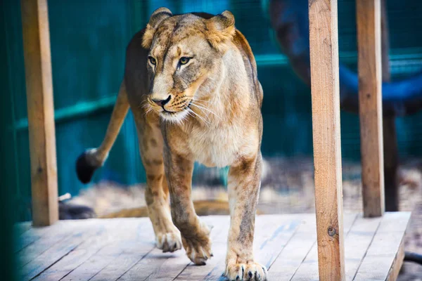 Портрет Африканской Львицы Panthera Leo — стоковое фото