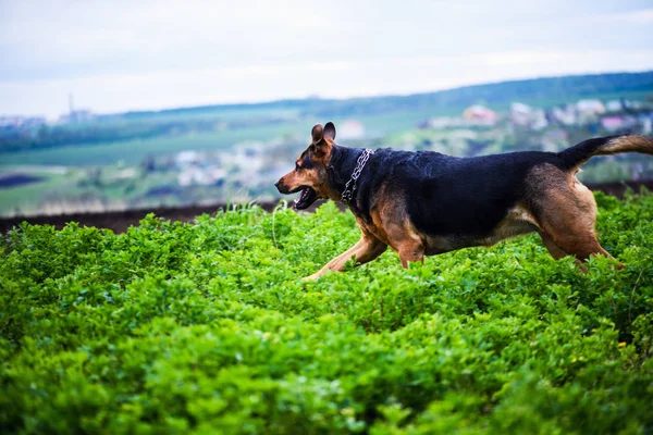 Gelukkige Hond Lopen Rond Het Groene Veld — Stockfoto
