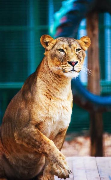 Ritratto Leonessa Africana Panthera Leo — Foto Stock