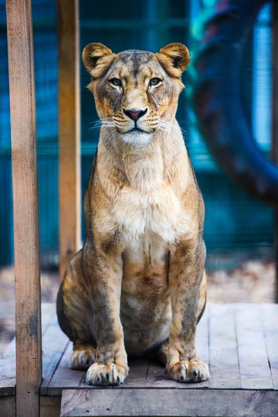 Портрет Африканской Львицы Panthera Leo — стоковое фото