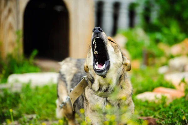 Leuke Schattige Hond Selectieve Focus — Stockfoto