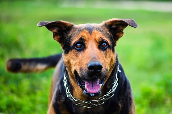 緑の草に幸せな犬 — ストック写真