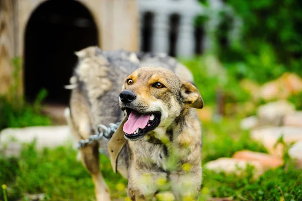 Retrato Perro Divertido —  Fotos de Stock