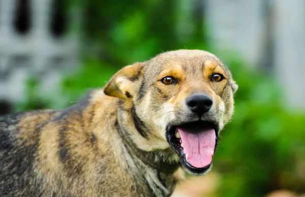 Lindo Perro Adorable Enfoque Selectivo — Foto de Stock