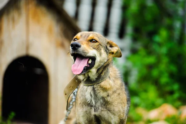 Leuke Schattige Hond Selectieve Focus — Stockfoto