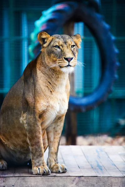 Portrait Une Lionne Africaine Panthera Leo — Photo