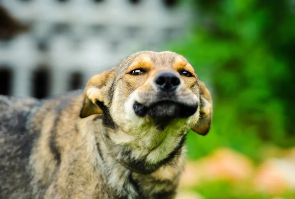 Portret Van Een Grappige Hond — Stockfoto