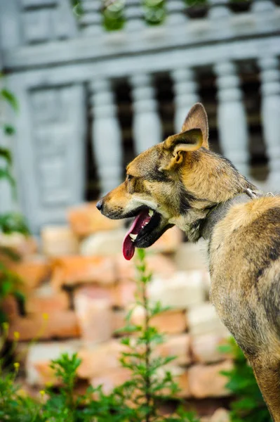 かわいいかわいい犬 選択的なフォーカス — ストック写真