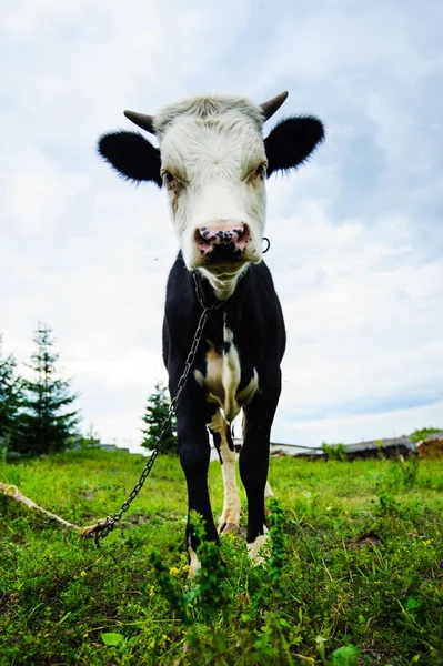 Cow Grazing Background Blue Sky — Stock Photo, Image