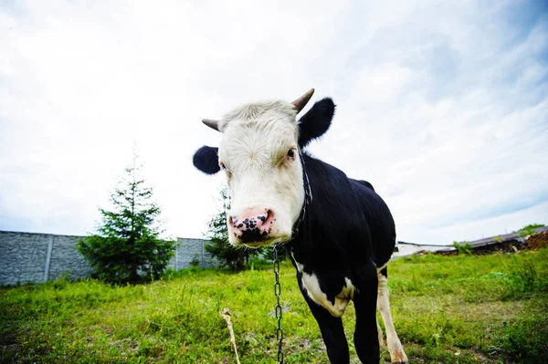 Vaca Que Pastoreia Prado — Fotografia de Stock
