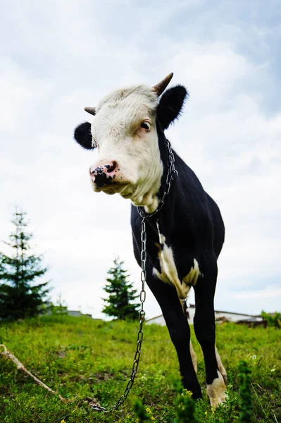 Vaca Que Pastoreia Prado — Fotografia de Stock