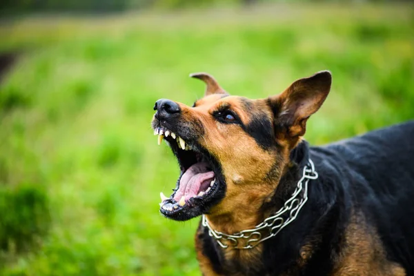 Leuke Schattige Hond Selectieve Focus — Stockfoto