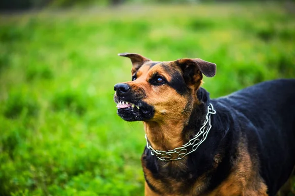 緑の背景に怒っている犬 — ストック写真