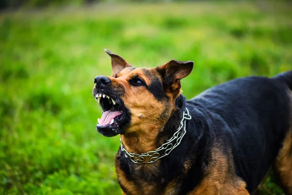 かわいいかわいい犬 選択的なフォーカス — ストック写真