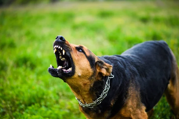 Leuke Schattige Hond Selectieve Focus — Stockfoto