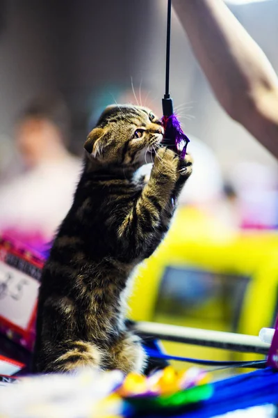 Gatinho Bonito Fundo — Fotografia de Stock