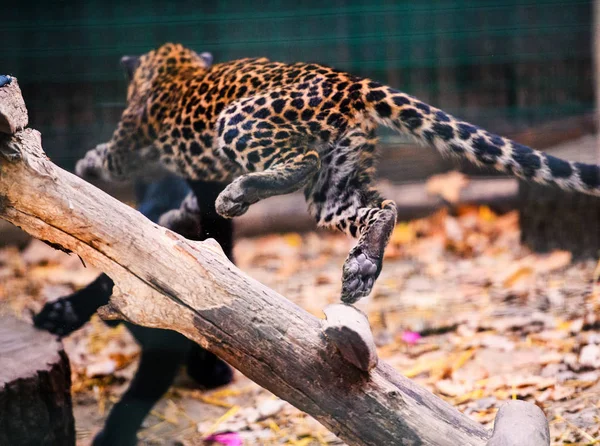 leopard and black panther are played with each other