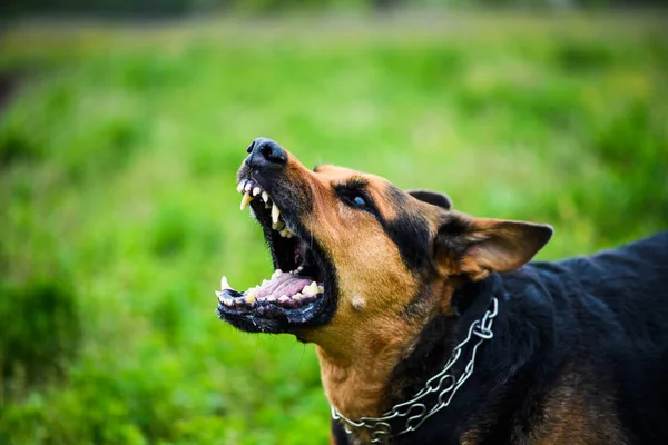 Şirin köpek, seçici odaklanma.