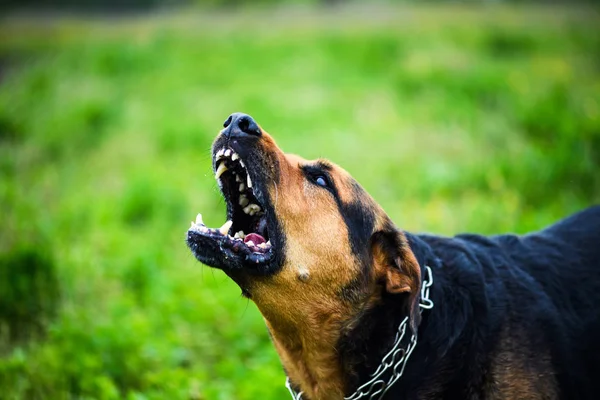 かわいいかわいい犬 選択的なフォーカス — ストック写真