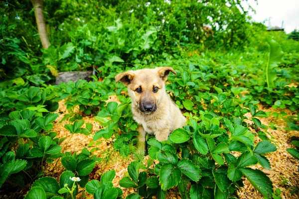 딸기의 정원에서 강아지 — 스톡 사진