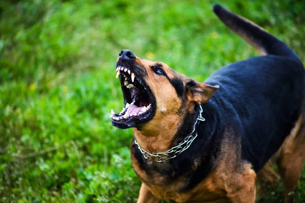 Söt Söt Hund Selektivt Fokus — Stockfoto